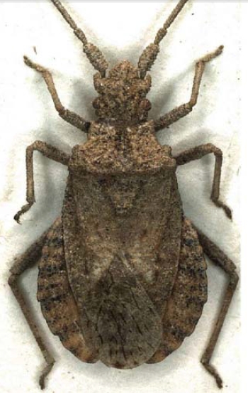 Coreidae:Arenocoris waltlii  e specie del genere Arenocoris in Turchia